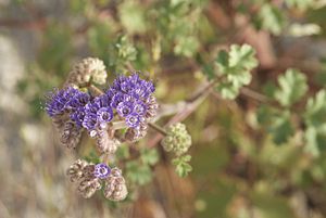 Phacelia pedicellata.jpg