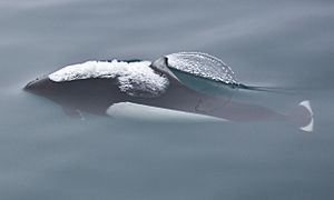 Phocoenoides dalli (Dall's porpoise).jpg