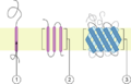 Polytopic membrane protein