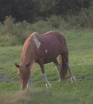 Pony on Assateague