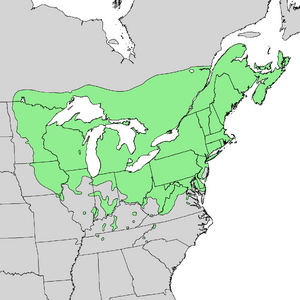 Populus grandidentata range map 2.png