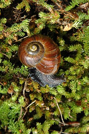 Powelliphanta augusta DOC 2005