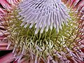 Protea P1010883