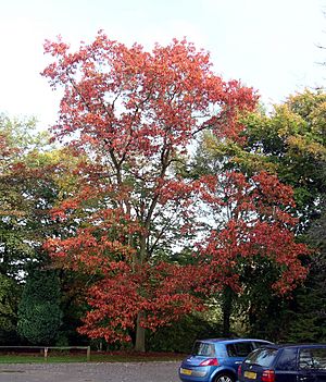 Quercus rubra @ Tortworth Court.jpg