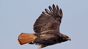 Red-tailed Hawk - Pt Reyes - Marin - CA - 2015-10-20at14-13-494 (22187250423).jpg