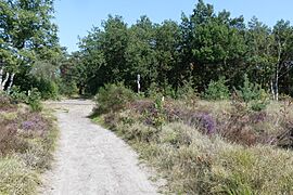 Rucphense Heide P1290477