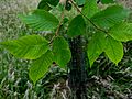 SHHG Serotina foliage