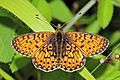 Small pearl-bordered fritillary (Boloria selene)