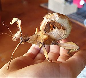 Spiny leaf insect