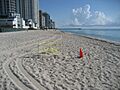 Sunny Isles Turtle Nest Cone