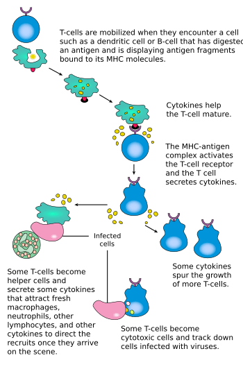 T cell activation