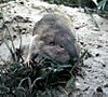 Texas Pocket Gopher.jpg