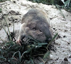 Texas Pocket Gopher.jpg