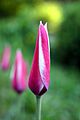 Tulipa clusiana in the evening