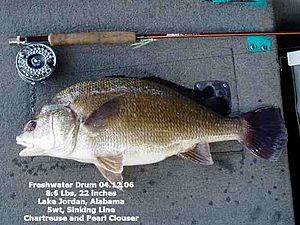 Typical Freshwater Drum Lake Jordan Alabama