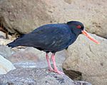 Variable Oystercatcher.jpg