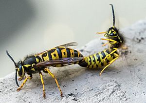 Vespula germanica mating