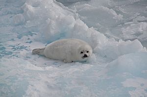 Weaned harp seal pup