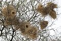 White-browed Sparrow-weaver Nests