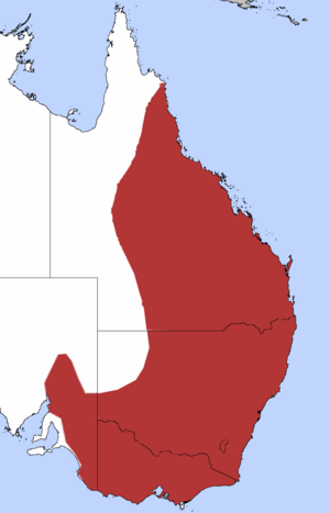 Yellow Thornbill.png