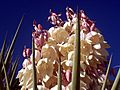 Yucca-closeup