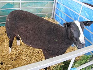 Zwartbles Ewe