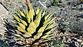 Agave shawii goldmaniana 32446188