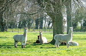 Alpacas at Monks Park - geograph.org.uk - 765582