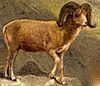 Argali.jpg