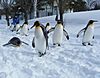 Asahiyama zoo Penguin.jpg