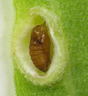 Asphondylia solidaginis pupa gall