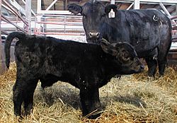 Blackangus