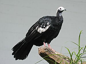 Blue-throated Piping Guan RWD3