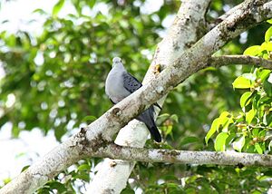 Blue Ground-dove 2496236152.jpg