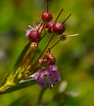 Bog laurel (Kalmia polifolia) (23945002063)