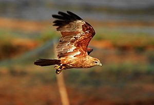 Brahminy kite young