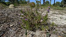 Calectasia narragara (7159707829)