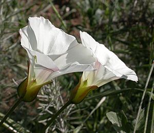 Calystegia macrostegia 2003-04-07.jpg