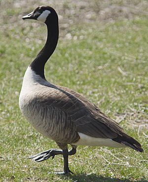 Canada Goose NJ