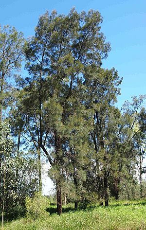 Casuarina cristata.jpg