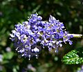 Ceanothus papillosus 3