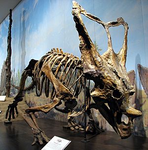 Chasmosaurus belli RTM 01.jpg