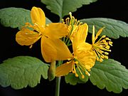 Chelidonium majus20100511 10