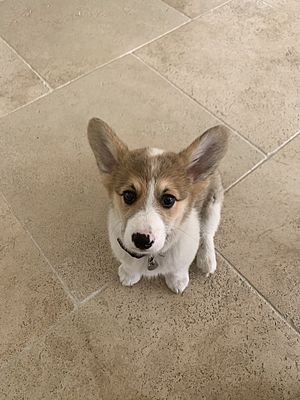 Corgi Puppy