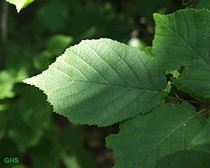 Corylus americana1.jpg