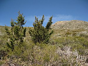 Cuyamaca Peak Cypress.JPG