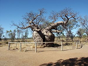 Derby boab, Western Australia.jpg