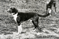 Dick's Dog (Trigg Hound)