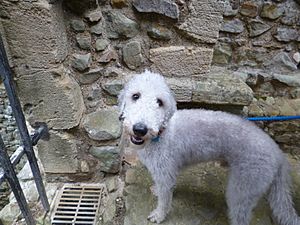 Doug the Bedlington