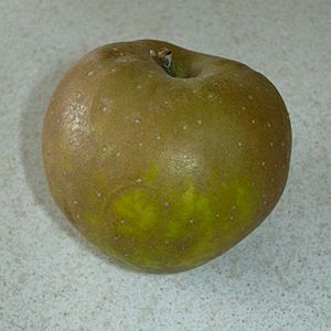 Egremont Russet Apple.jpg